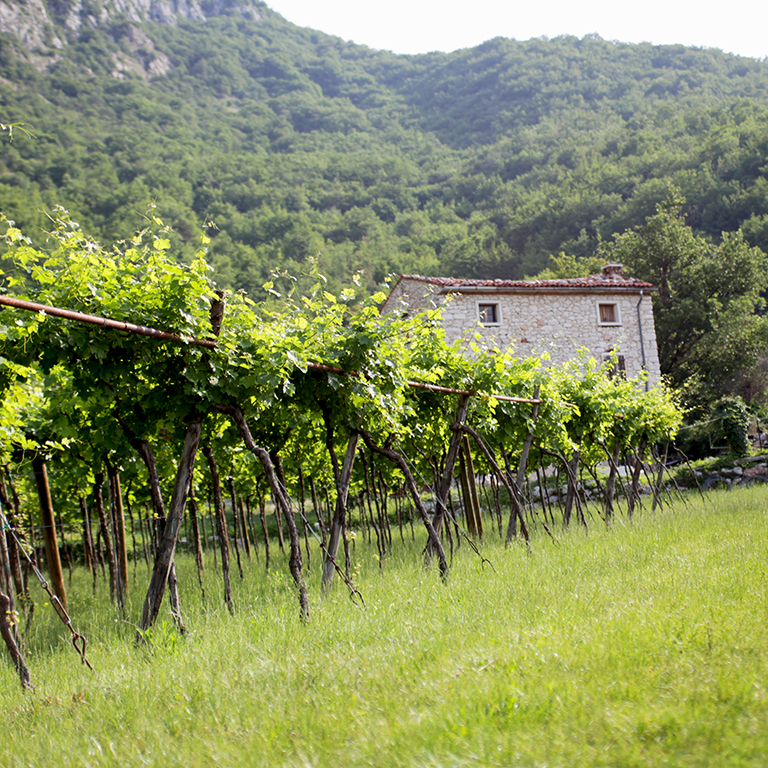 Valpolicella_quad